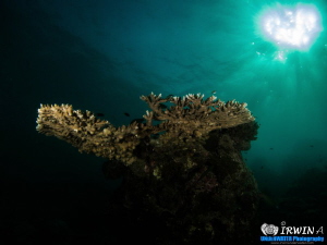 Heart shaped Sunlight.
Redang Island, Malaysia. April 2013 by Irwin Ang 